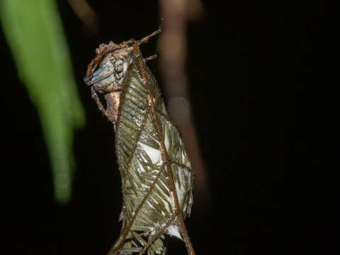 Image of Twig Orb-web Spiders