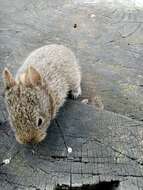 Image of volcano rabbit