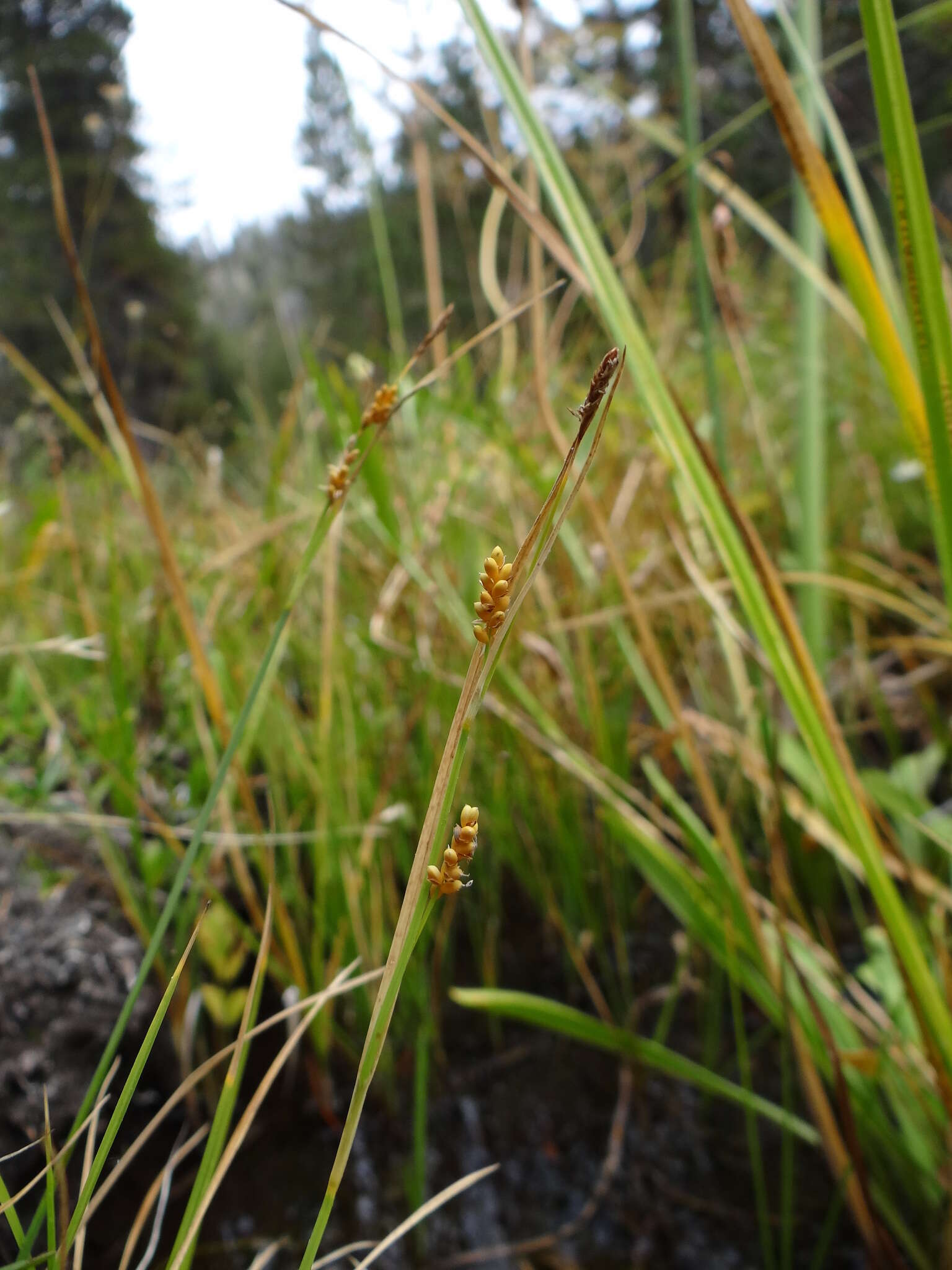 Image of golden sedge