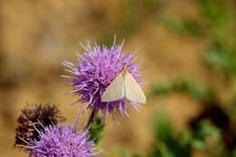 Слика од Rhodometra sacraria Linnaeus 1767