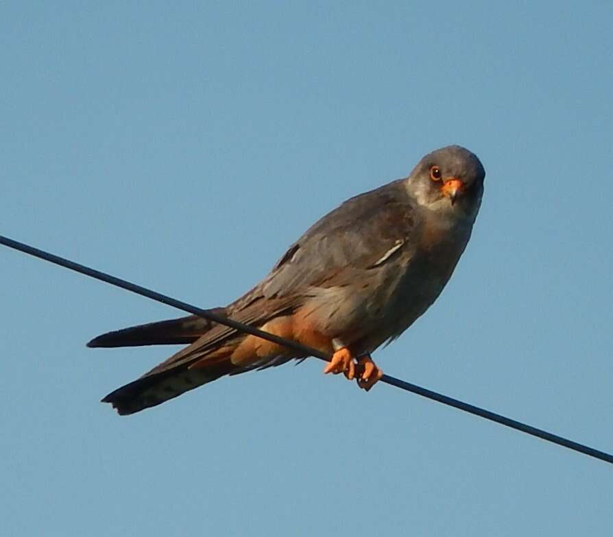 Image of Red-footed Falcon