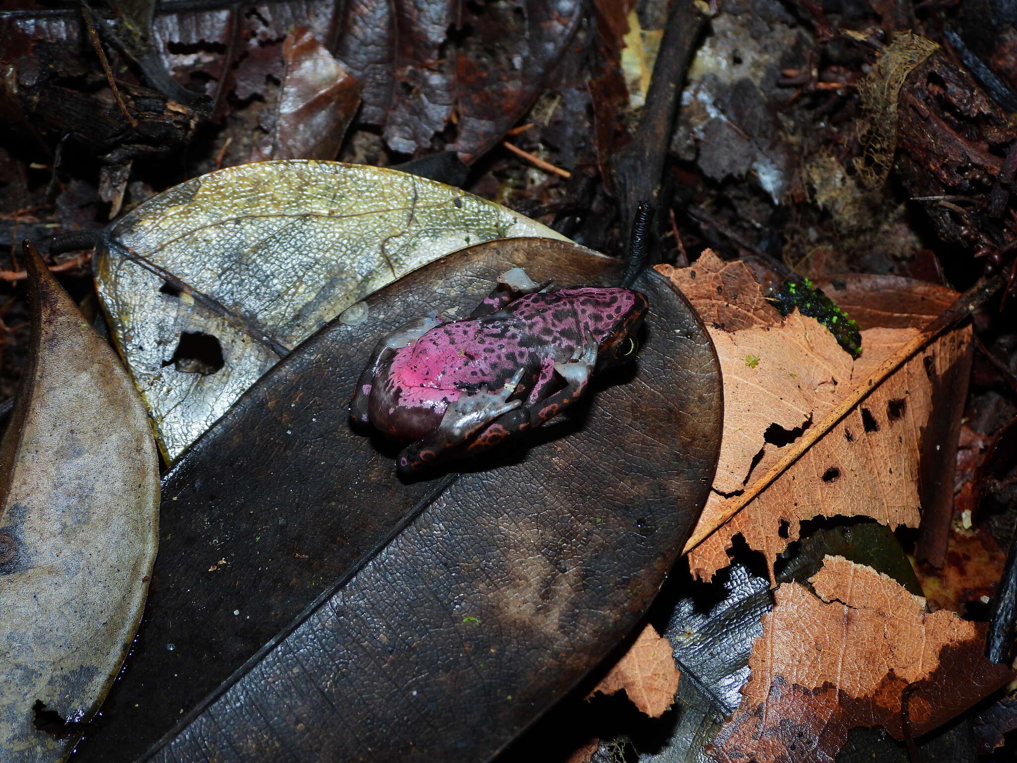 Image of Cayenne Stubfoot Toad