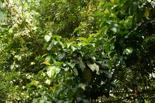 Image of Ficus fistulosa Reinw. ex Bl.