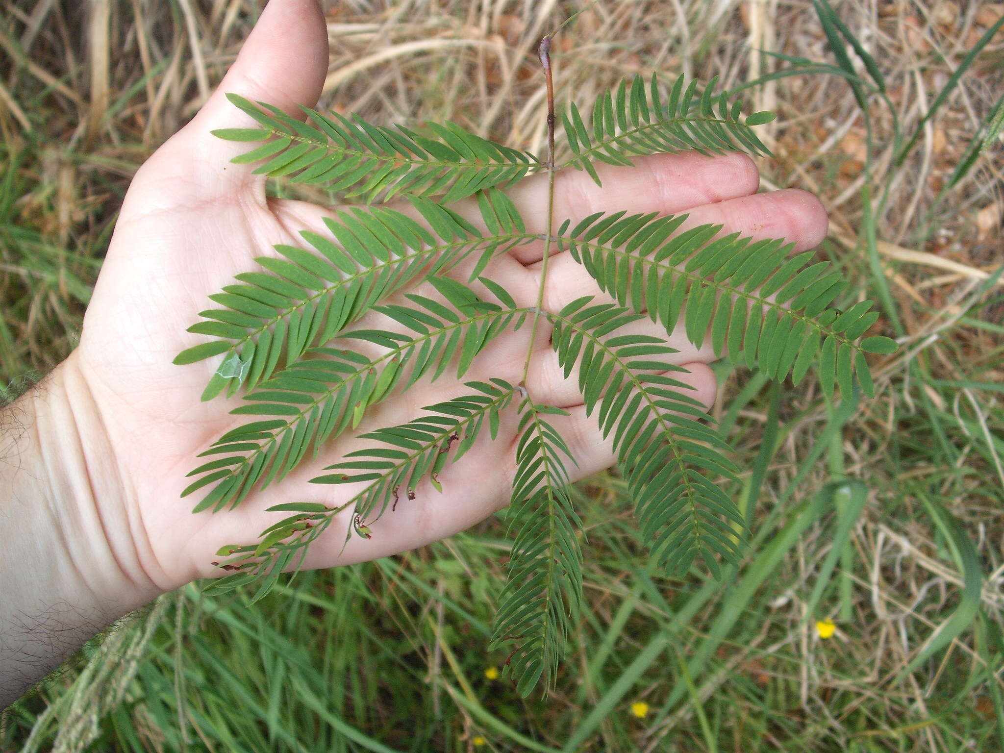 Imagem de Acacia schinoides Benth.