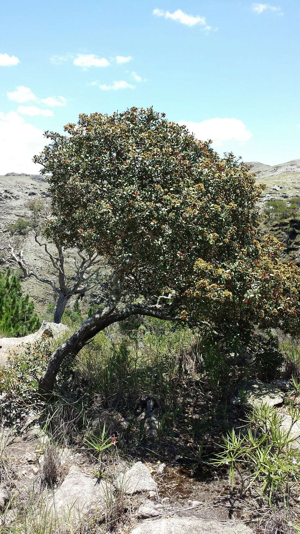 Image of Asteropeia densiflora Baker