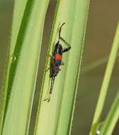 Image of Obrida fascialis (White 1846)