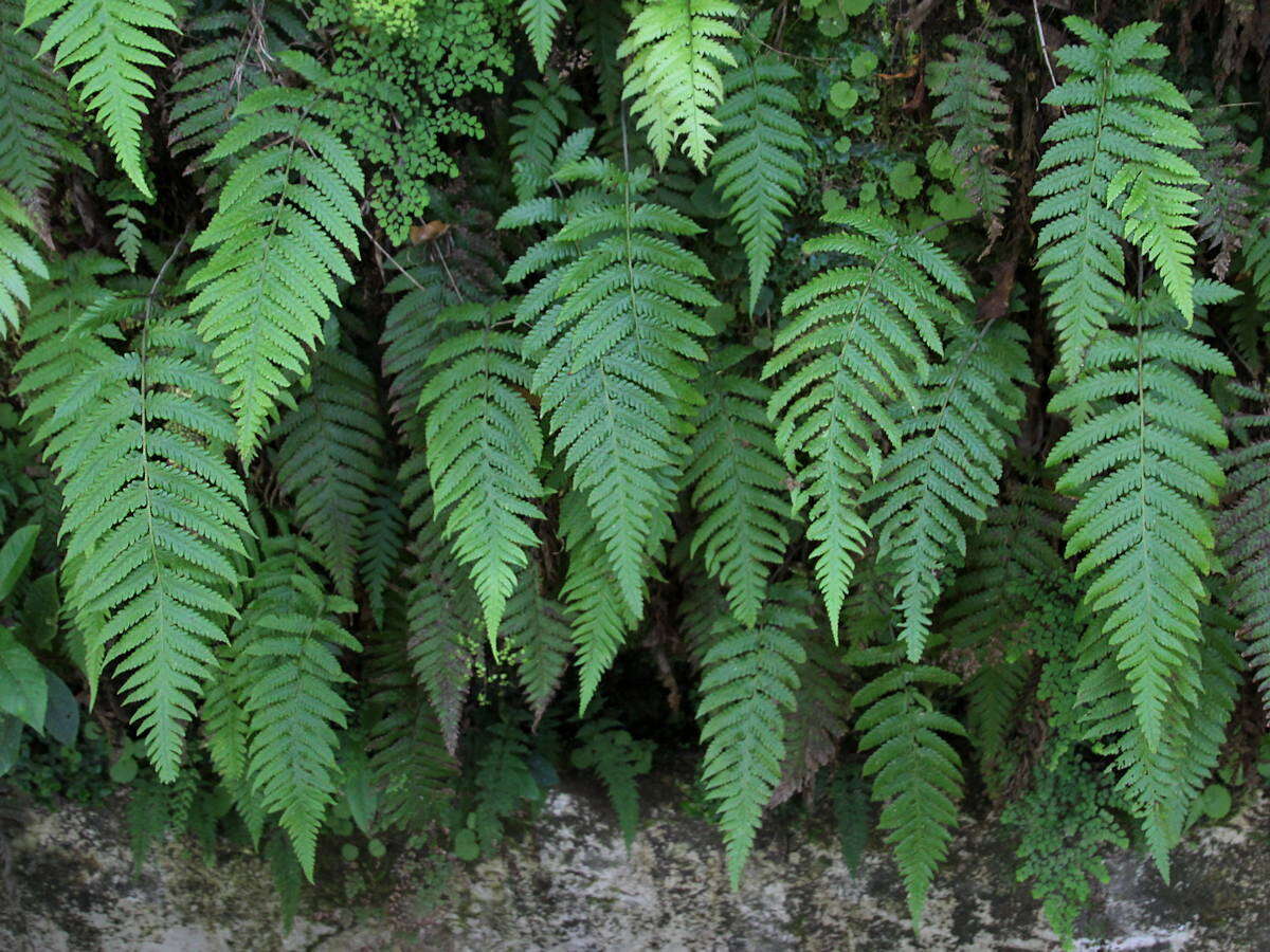 Image of Stegnogramma pozoi (Lag.) Iwatsuki