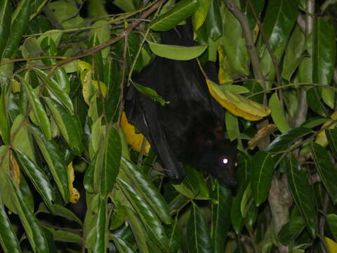 Image of Black Flying Fox