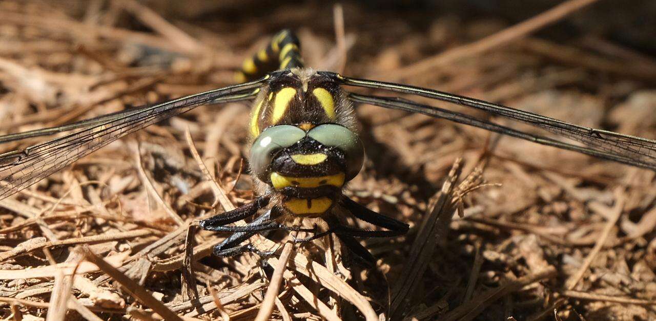 Imagem de Cordulegaster diadema Selys 1868