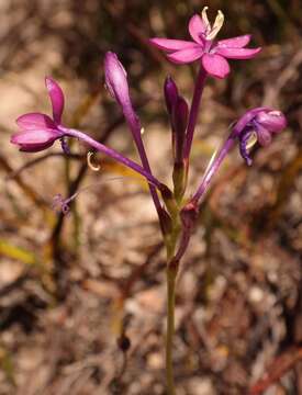 Imagem de Thereianthus minutus (Klatt) G. J. Lewis