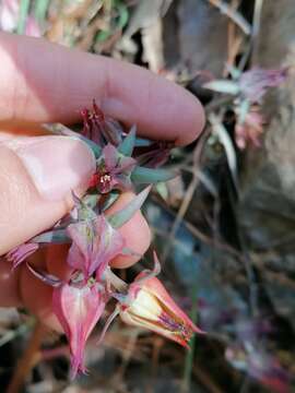 Image of succulent