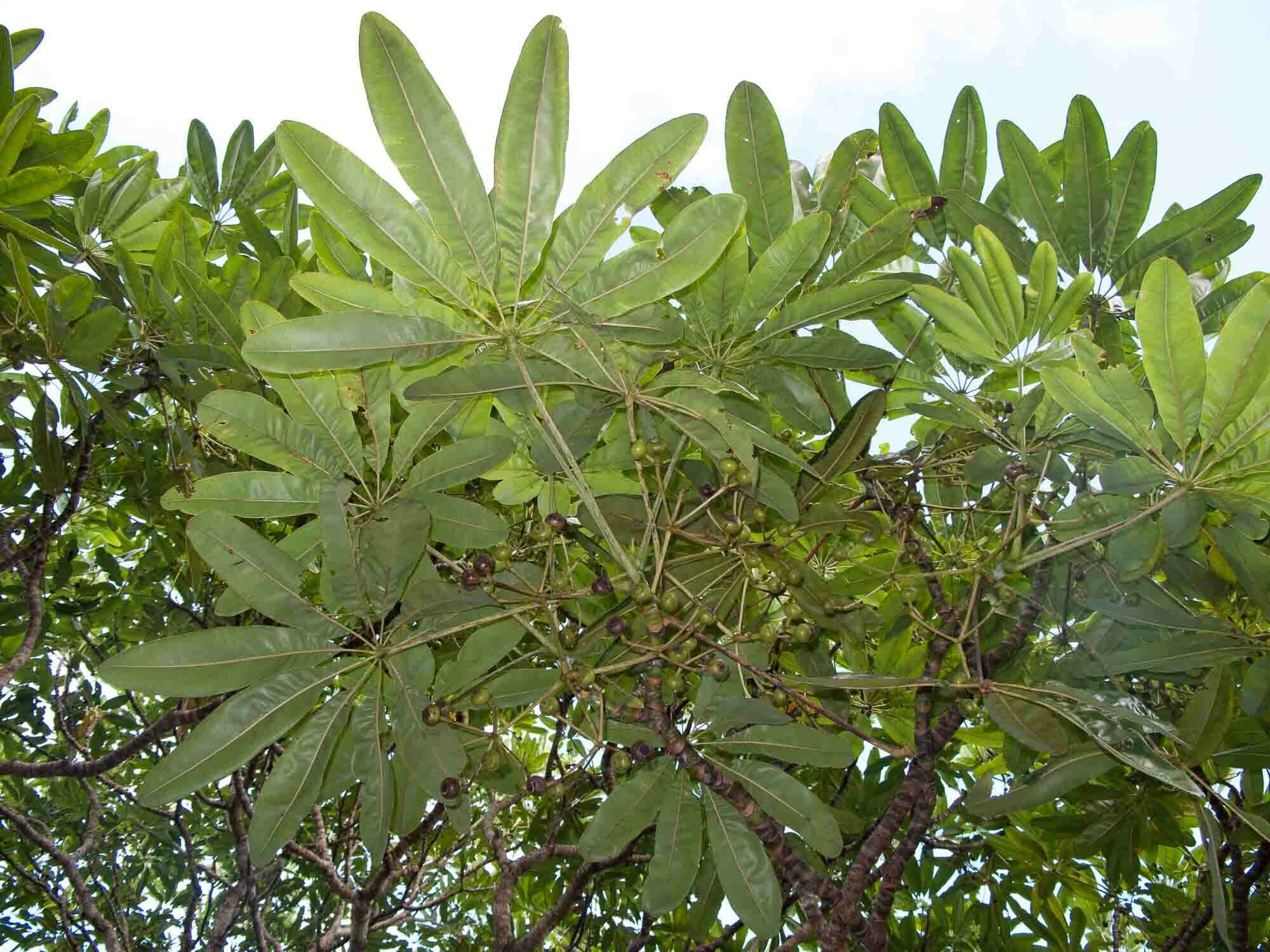 Image of Plerandra plerandroides (R. Vig.) Lowry, G. M. Plunkett & Frodin