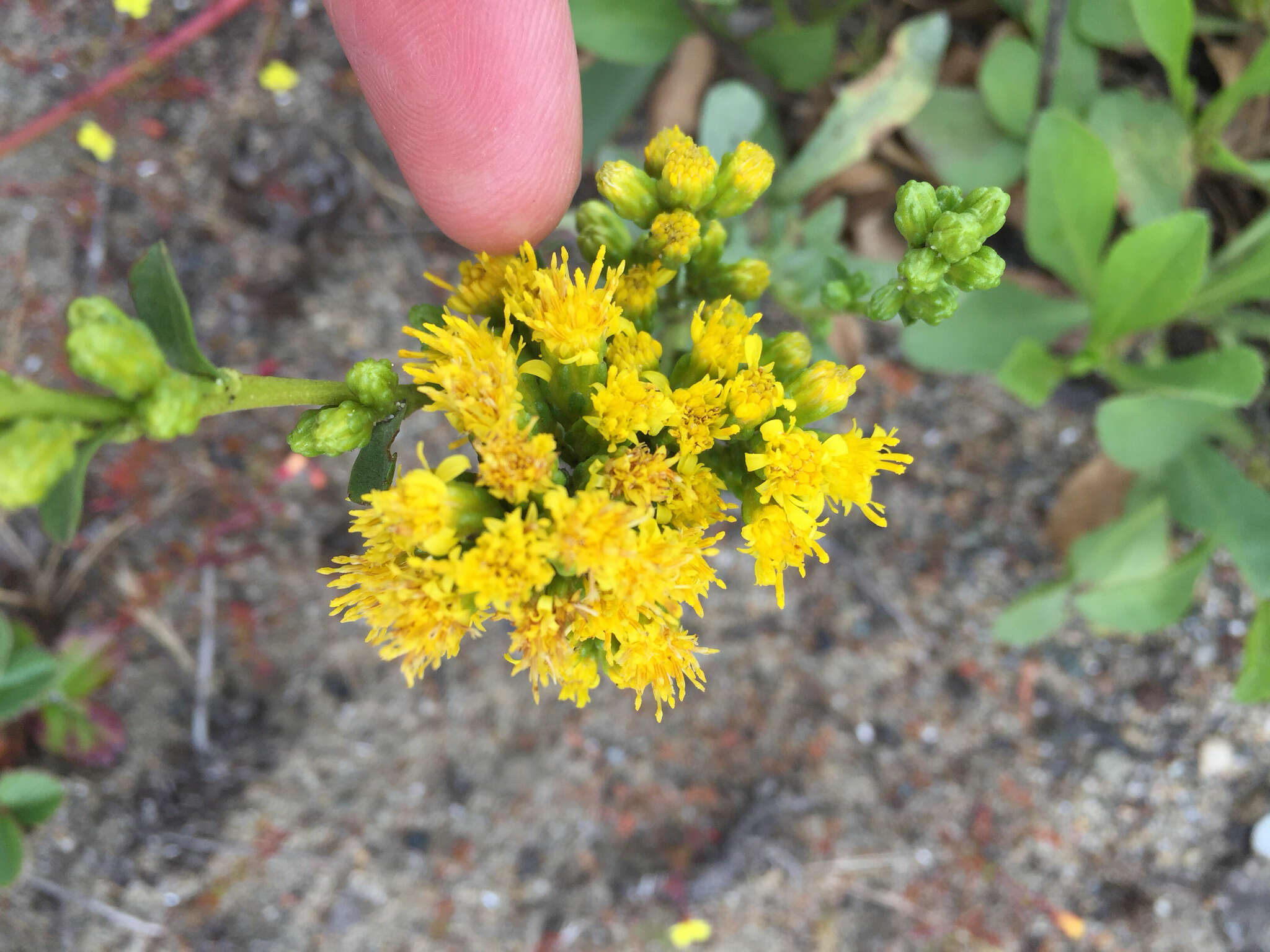 صورة Solidago spathulata DC.