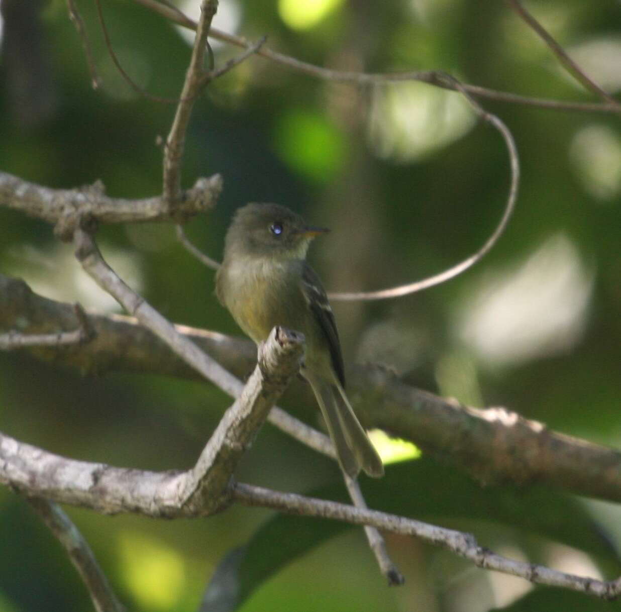 Image of Jamaican Pewee