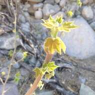 Sivun Jatropha malacophylla Standl. kuva