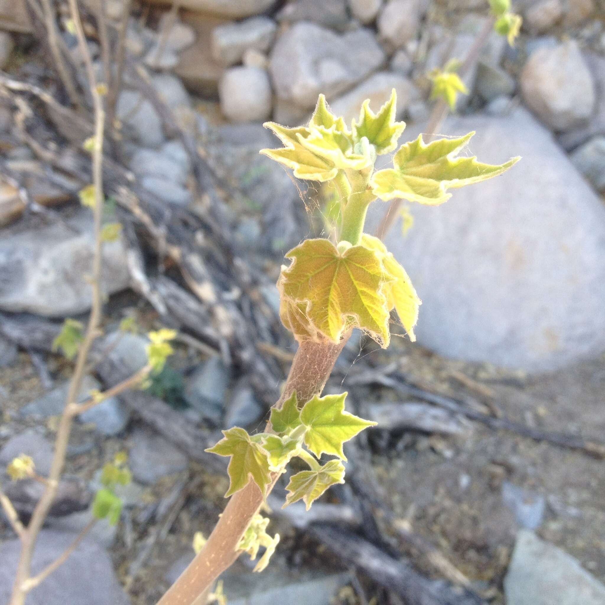 Jatropha malacophylla Standl.的圖片