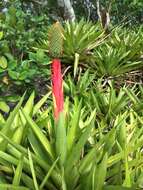 Image of Aechmea ornata (Gaudich.) Baker