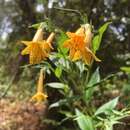 Plancia ëd <i>Lithospermum flavum</i>