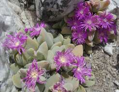 Image of Gibbaeum hartmannianum Thiede & Niesler