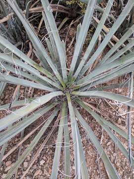 Yucca baccata var. baccata resmi