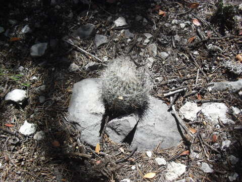 Image of Turbinicarpus beguinii (N. P. Taylor) Mosco & Zanov.