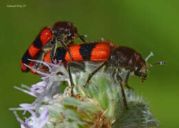 Image of Trichodes apivorus Germar 1824