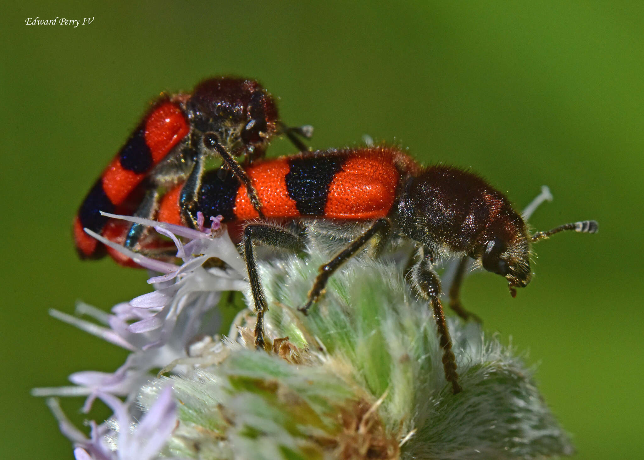 Image of Trichodes apivorus Germar 1824