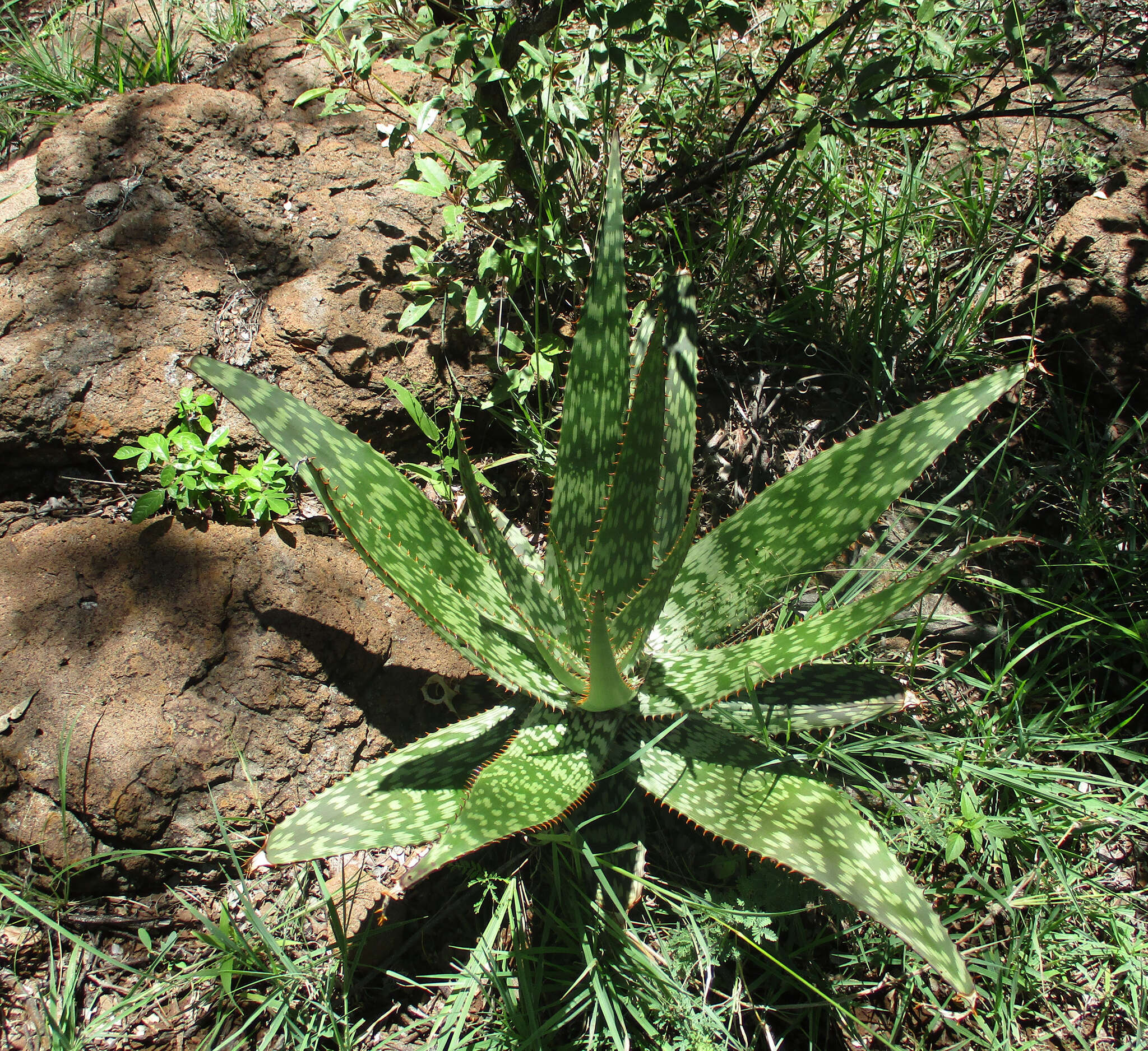 Image of Aloe greatheadii var. greatheadii