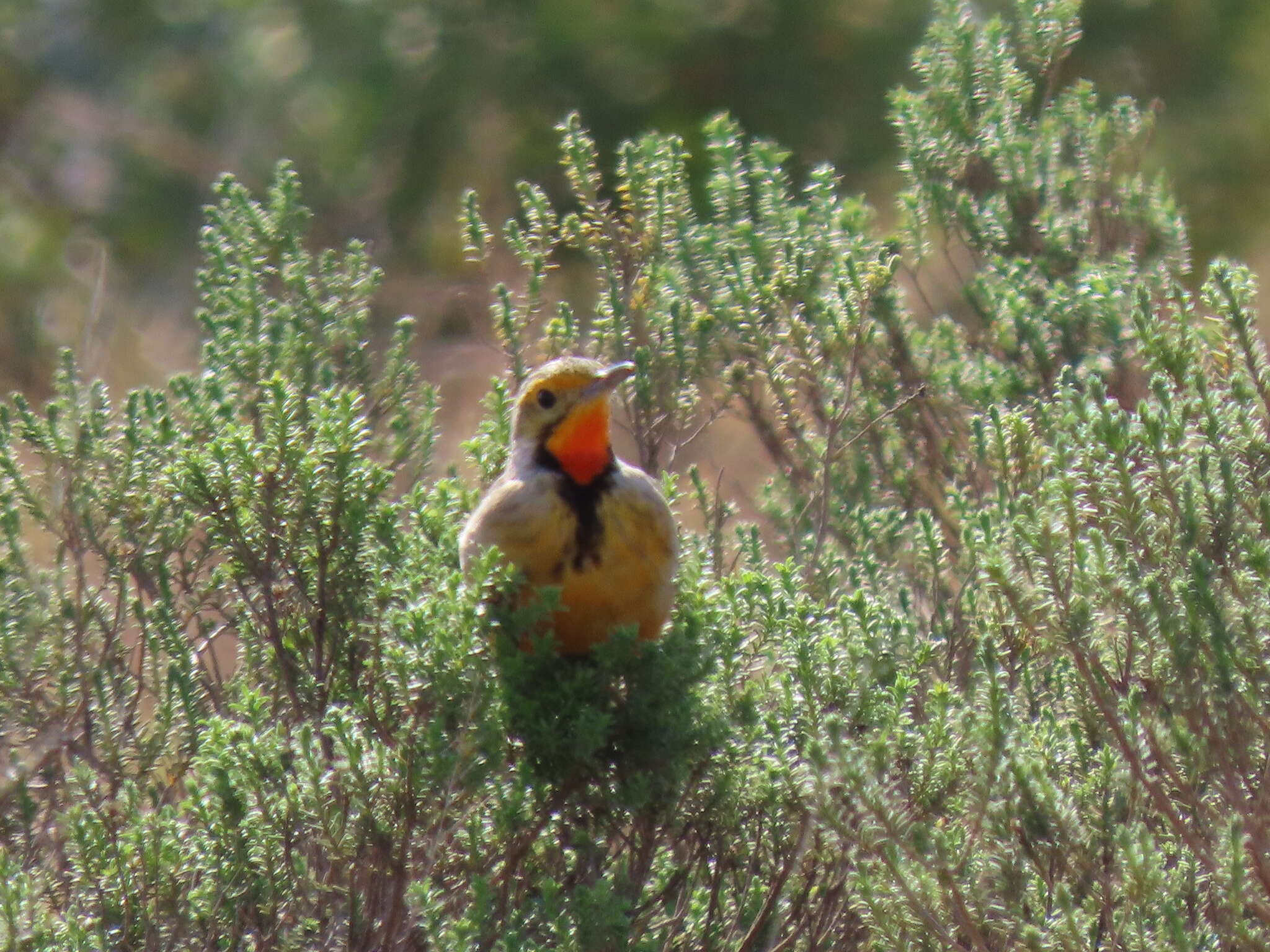 Image of Macronyx capensis capensis (Linnaeus 1766)