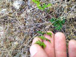 Image of Cheilanthes sieberi subsp. sieberi