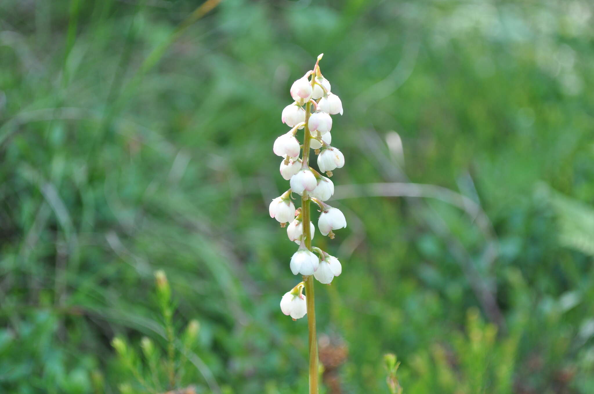 Image of Pyrola media Sw.