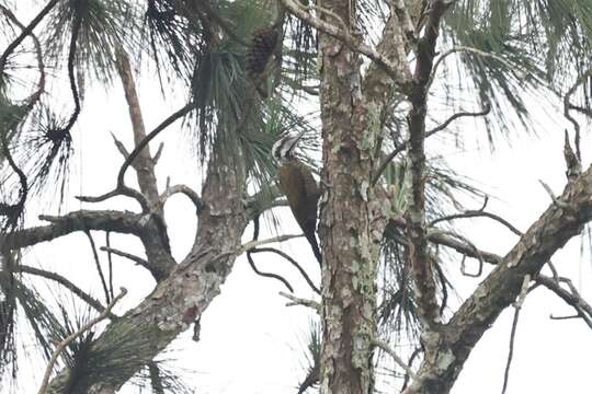 Image of Yellow-crested Woodpecker