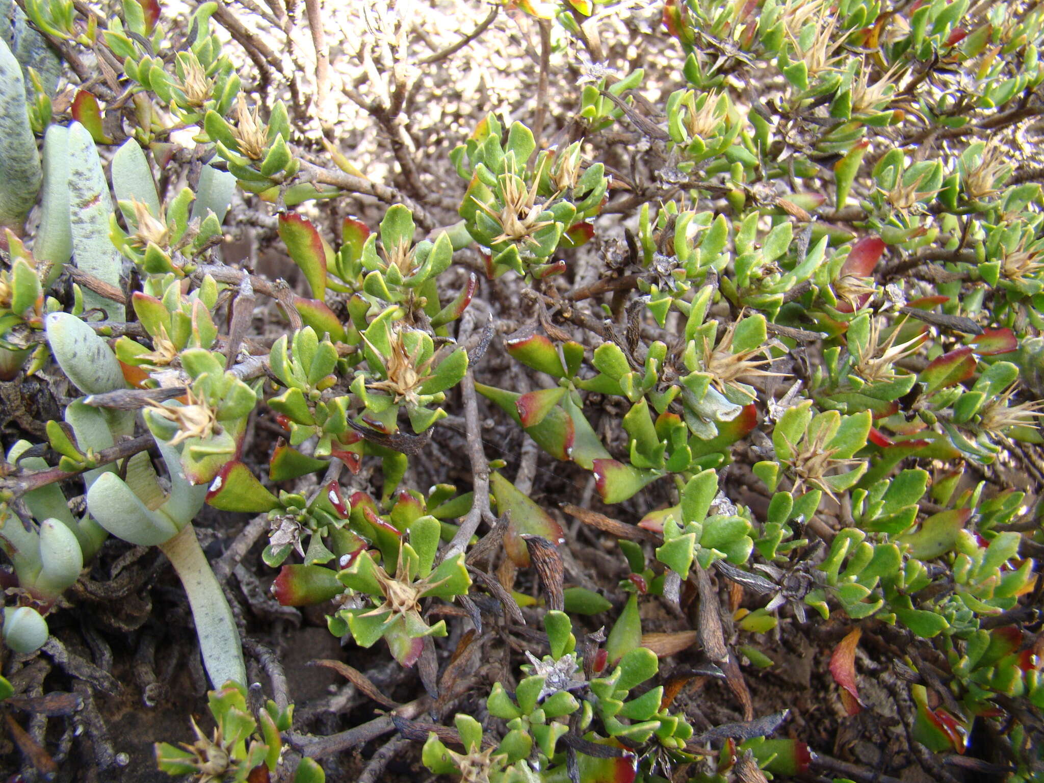 Image of Macledium spinosum (L.) S. Ortiz