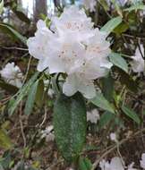 صورة Rhododendron carolinianum Rehder