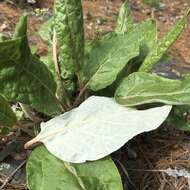 Image of shale barren buckwheat