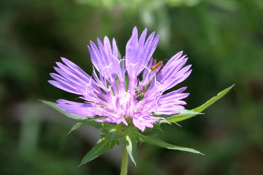 Image of Stokesia