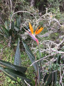 Image of Strelitzia reginae subsp. reginae