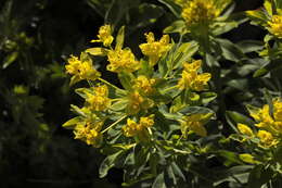 Image of Euphorbia eugeniae Prokh.
