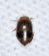 صورة Laccophilus fasciatus Aubé 1838