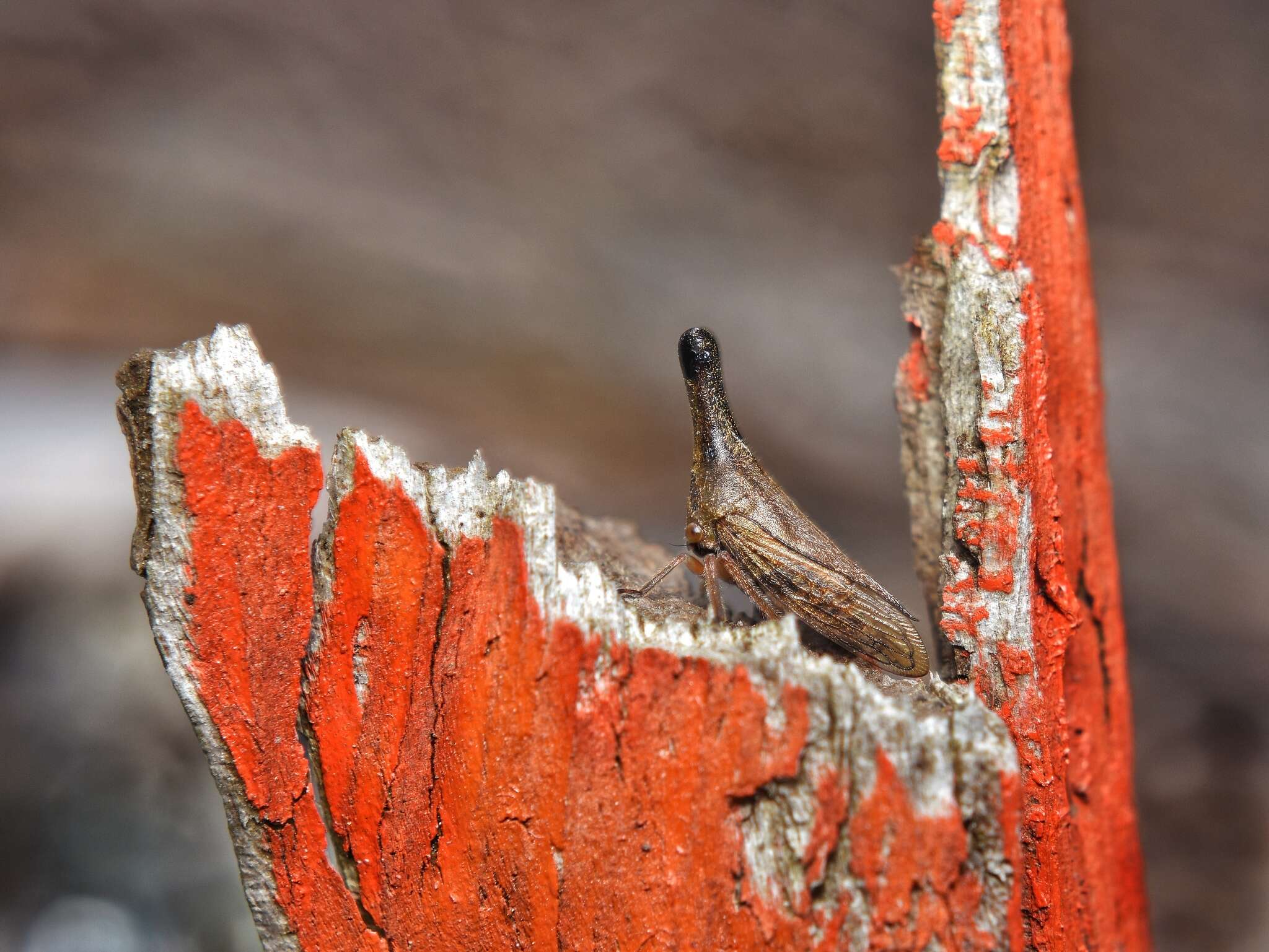 Image of Aconophora laminata Fairmaire