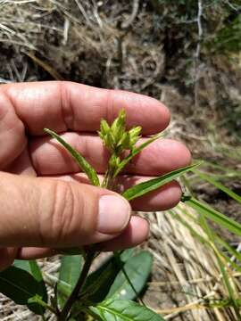 Imagem de Nicotiana attenuata Torr. ex S. Wats.