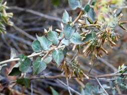 Image of California brickellbush