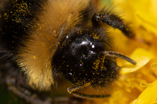 Image of Bombus sylvestris (Lepeletier 1832)