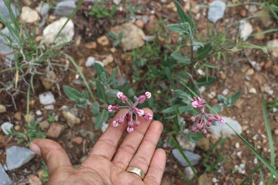 Image of Asclepias virletii Fourn.