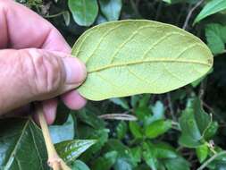 Image of Parsonsia fulva S. T. Blake