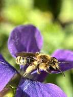 Image of Andrena violae Robertson 1891