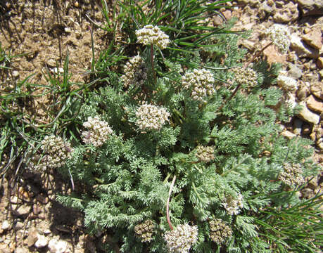 Image of snowline springparsley