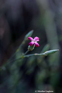 صورة Dianthus cinnamomeus Sm.