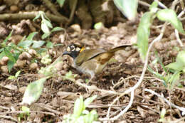 Image of White-eared Ground Sparrow