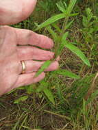 Image of white thoroughwort